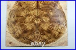 Y437-1 5A Spalted Golden Camphor Wood burl les paul Guitar Drop Top Set Luthier